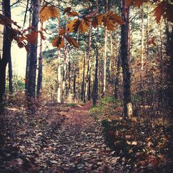 Trees in forest during autumn