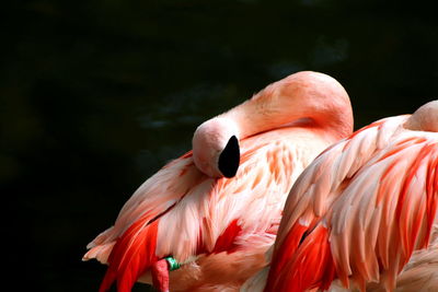 Close-up of bird