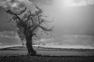Tree on landscape against sky