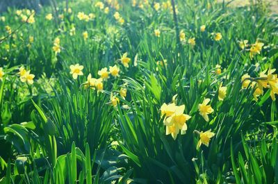 Close-up of yellow daffodil flowers in field