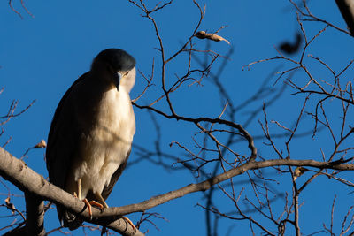 Low angle view of bird perching on branch against blue sky