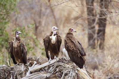 Birds perching on nest