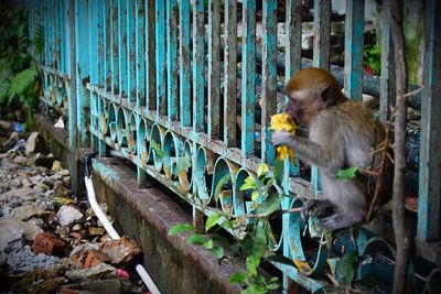 Monkey in zoo