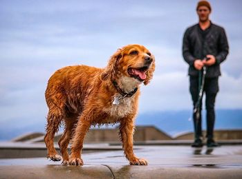 Portrait of woman with dog standing looking away outdoors