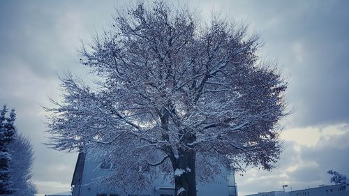 Low angle view of bare tree against sky