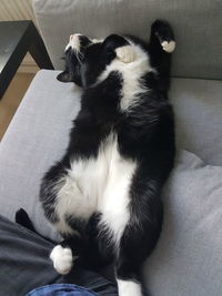 Close-up of cat sitting on sofa at home