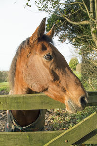 Close-up of horse standing on field