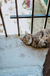 Portrait of cat resting