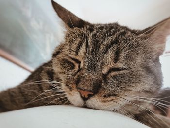 Close-up of cat relaxing on bed at home