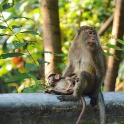 Monkey sitting on tree trunk