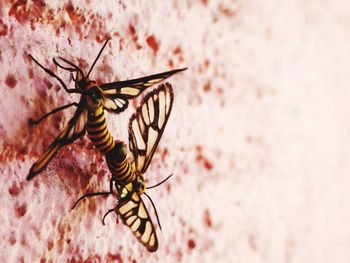 Close-up of insect on leaf
