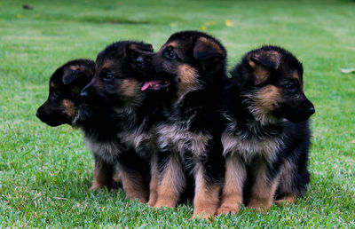 View of dogs on field