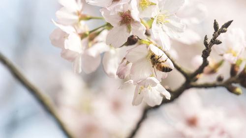 Close-up of bee on cherry flower