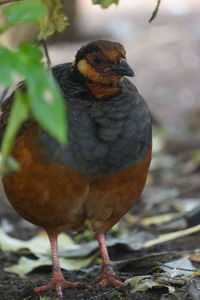 Close-up of a bird perching on a field