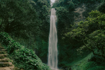 Low angle view of waterfall in forest