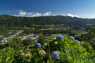 Scenic view of flowering plants and mountains against sky