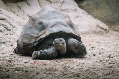 Turtle on rock