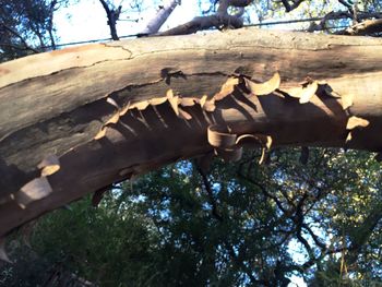 Low angle view of tree