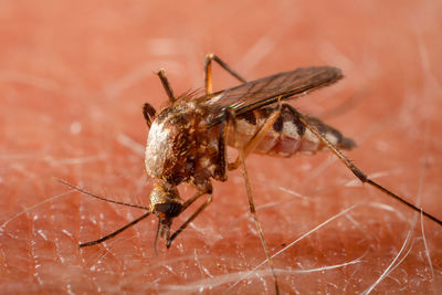 Close-up of spider