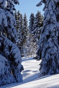 Snow covered trees on field against sky