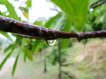 Close-up of wet plant leaves during rainy season