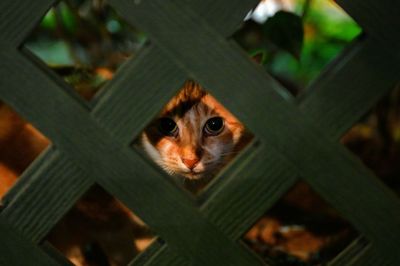 High angle portrait of cat seen through curtain