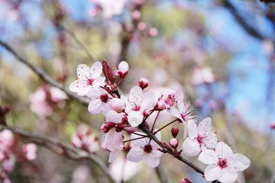 Close-up of pink cherry blossoms in spring