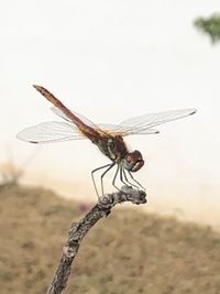 Close-up of dragonfly flying