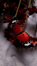 Close-up of butterfly pollinating on flower