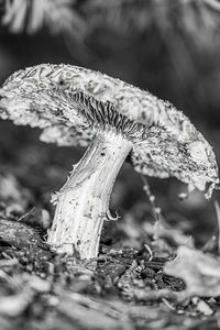 Close-up of mushroom growing on field