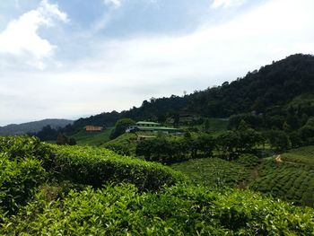 Scenic view of agricultural field against sky