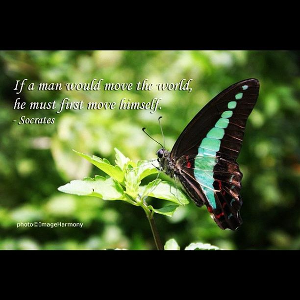 animal themes, one animal, animals in the wild, transfer print, wildlife, insect, auto post production filter, focus on foreground, close-up, butterfly, leaf, plant, nature, animal wing, perching, zoology, green color, day, butterfly - insect, selective focus