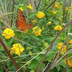 Close-up of butterfly on flowers