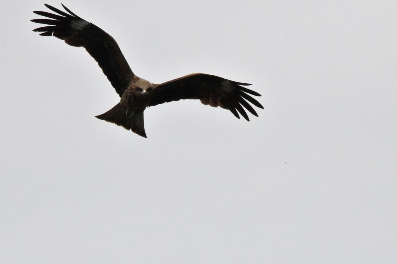 flying, bird, animals in the wild, animal, spread wings, animal wildlife, one animal, animal themes, vertebrate, sky, copy space, no people, clear sky, low angle view, mid-air, nature, motion, day, outdoors, bird of prey, eagle