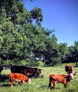 Cows in a field