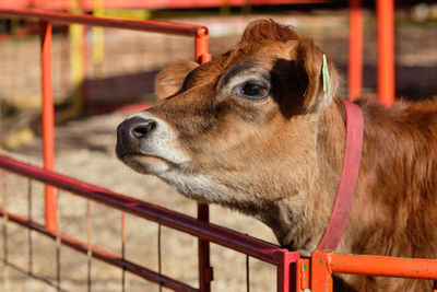 Cows in their pens at the farm fair exhibition