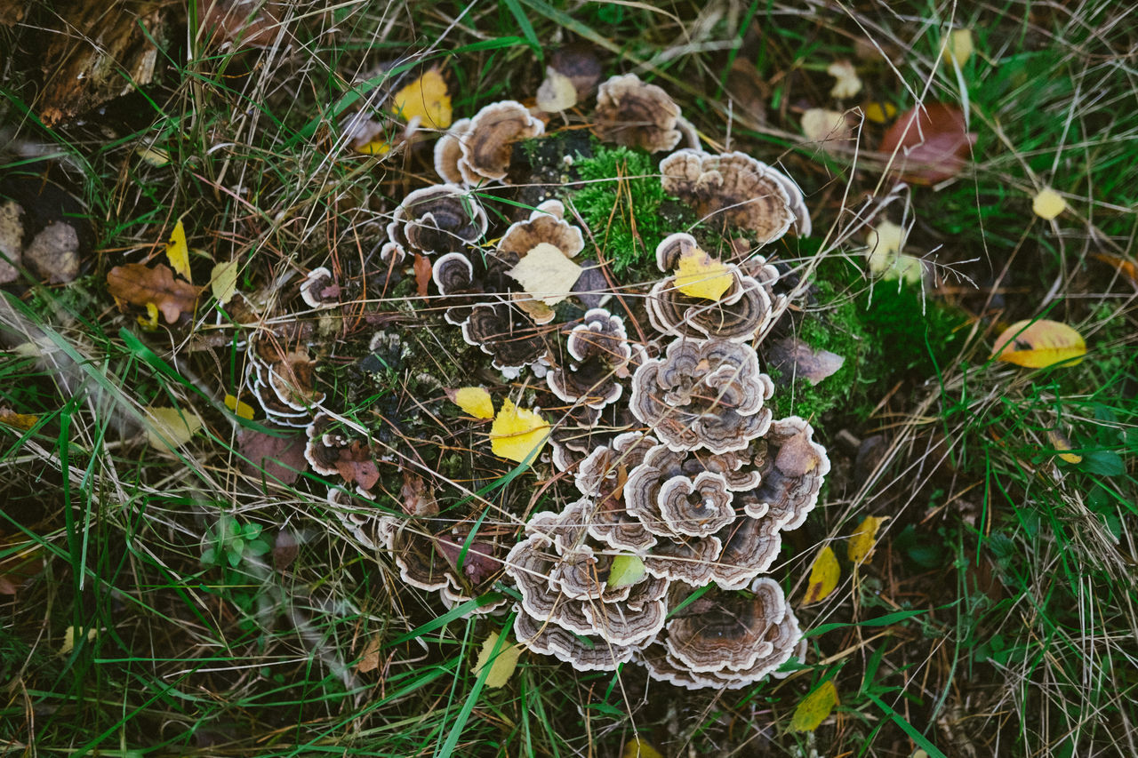 CLOSE-UP OF MUSHROOM GROWING ON FIELD