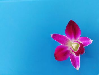 Close-up of pink flower against blue background