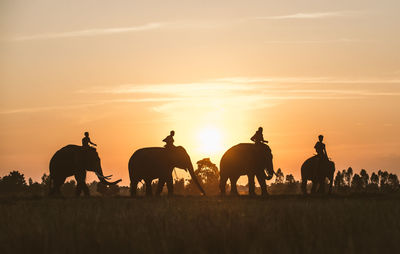 Silhouette people riding horses on beach against sky during sunset