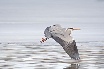 Close-up of bird on water