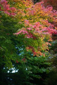 Close-up of flowering plants and trees during autumn