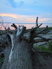 Driftwood on tree trunk against sky at sunset