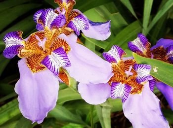 Close-up of purple flowers blooming outdoors