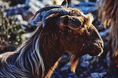 Goat portrait on crete island in greece