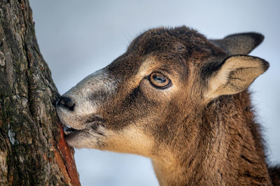 Close-up of goat