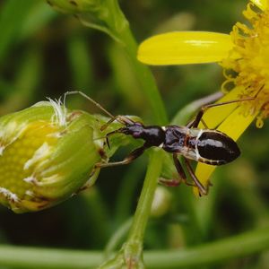 Close-up of insect on flower