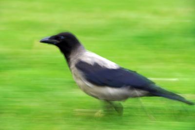 Close-up of a bird perching on a field