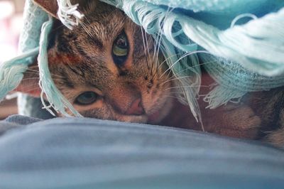 Close-up of cat resting on bed