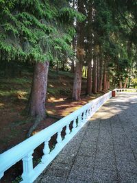 Footpath amidst trees in park