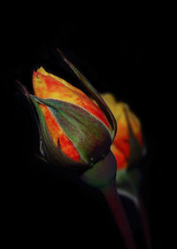 Close-up of orange rose against black background